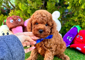 Dark brown toy poodle yavru